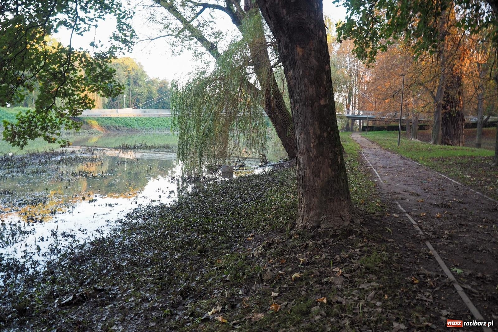 Zdjęcie w galerii na portalu naszraciborz.pl: Raciborskie bulwary po wielkiej wodzie [FOTO] wiadomości z regionu