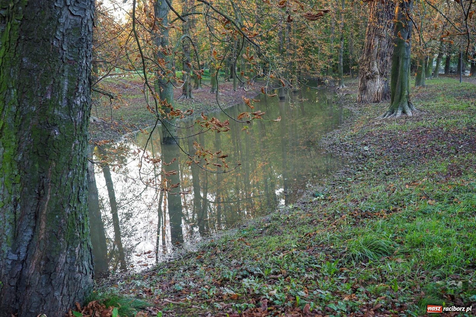 Zdjęcie w galerii na portalu naszraciborz.pl: Raciborskie bulwary po wielkiej wodzie [FOTO] wiadomości z regionu