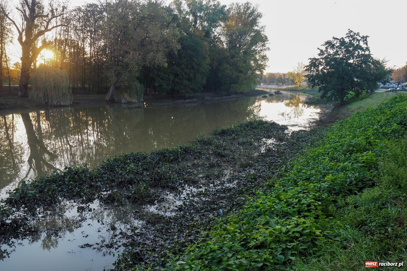 Zdjęcie w galerii na portalu naszraciborz.pl: Raciborskie bulwary po wielkiej wodzie [FOTO] wiadomości z regionu