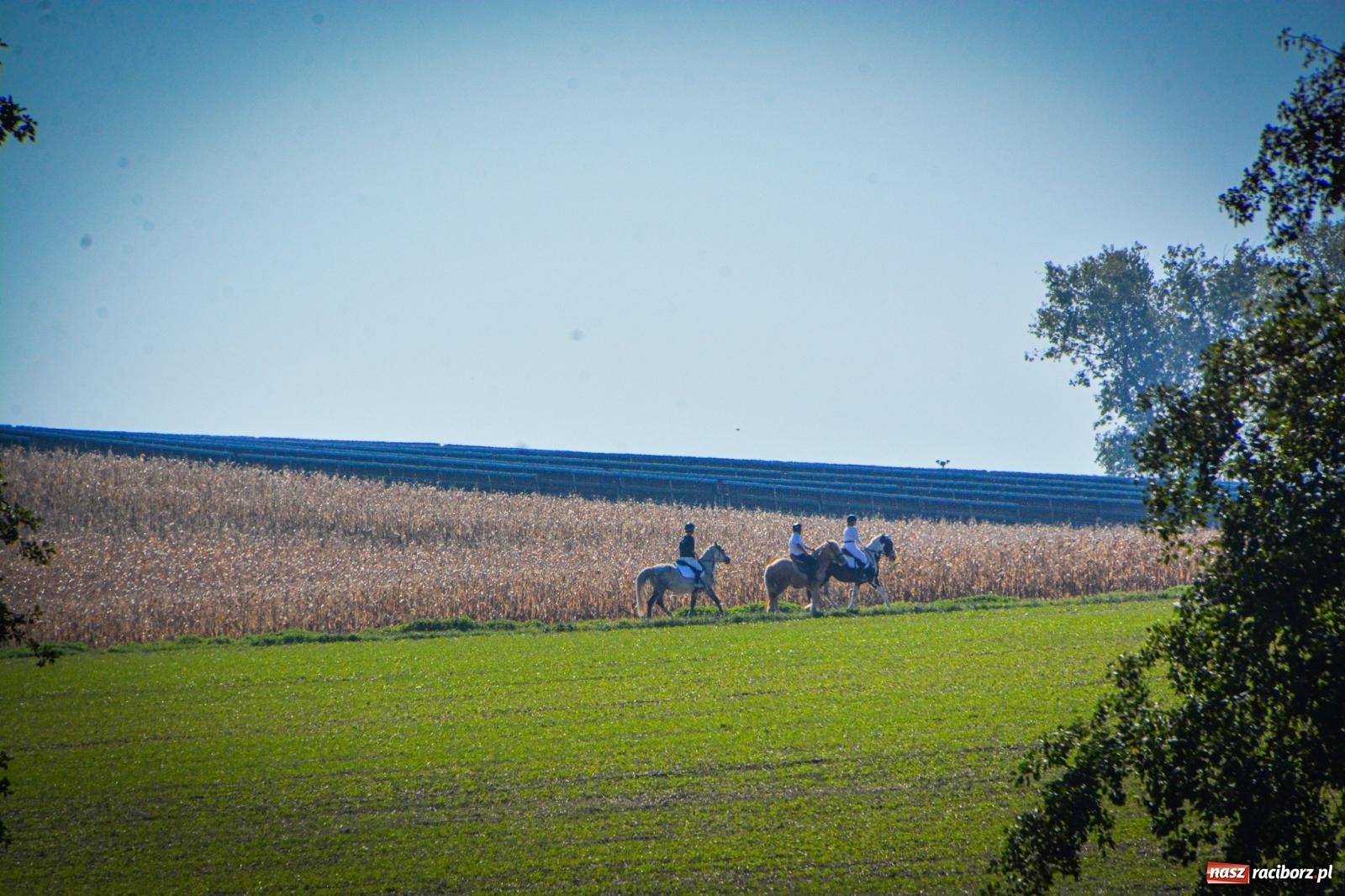 Zdjęcie w galerii na portalu naszraciborz.pl: Słoneczny Hubertus w Żerdzinach. Lisią kitę zerwał Jakub Niedbała wiadomości z regionu
