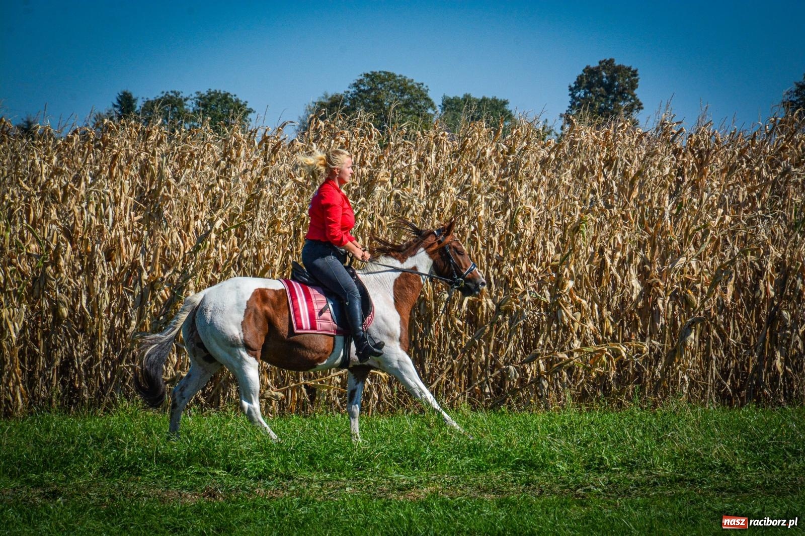 Zdjęcie w galerii na portalu naszraciborz.pl: Słoneczny Hubertus w Żerdzinach. Lisią kitę zerwał Jakub Niedbała wiadomości z regionu