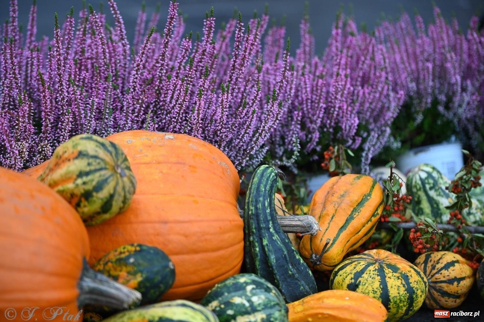 Zdjęcie w galerii na portalu naszraciborz.pl: Święto Dyni w Ogródku Jordanowskim: celebracja jesieni pełna barw i zabawy wiadomości z regionu