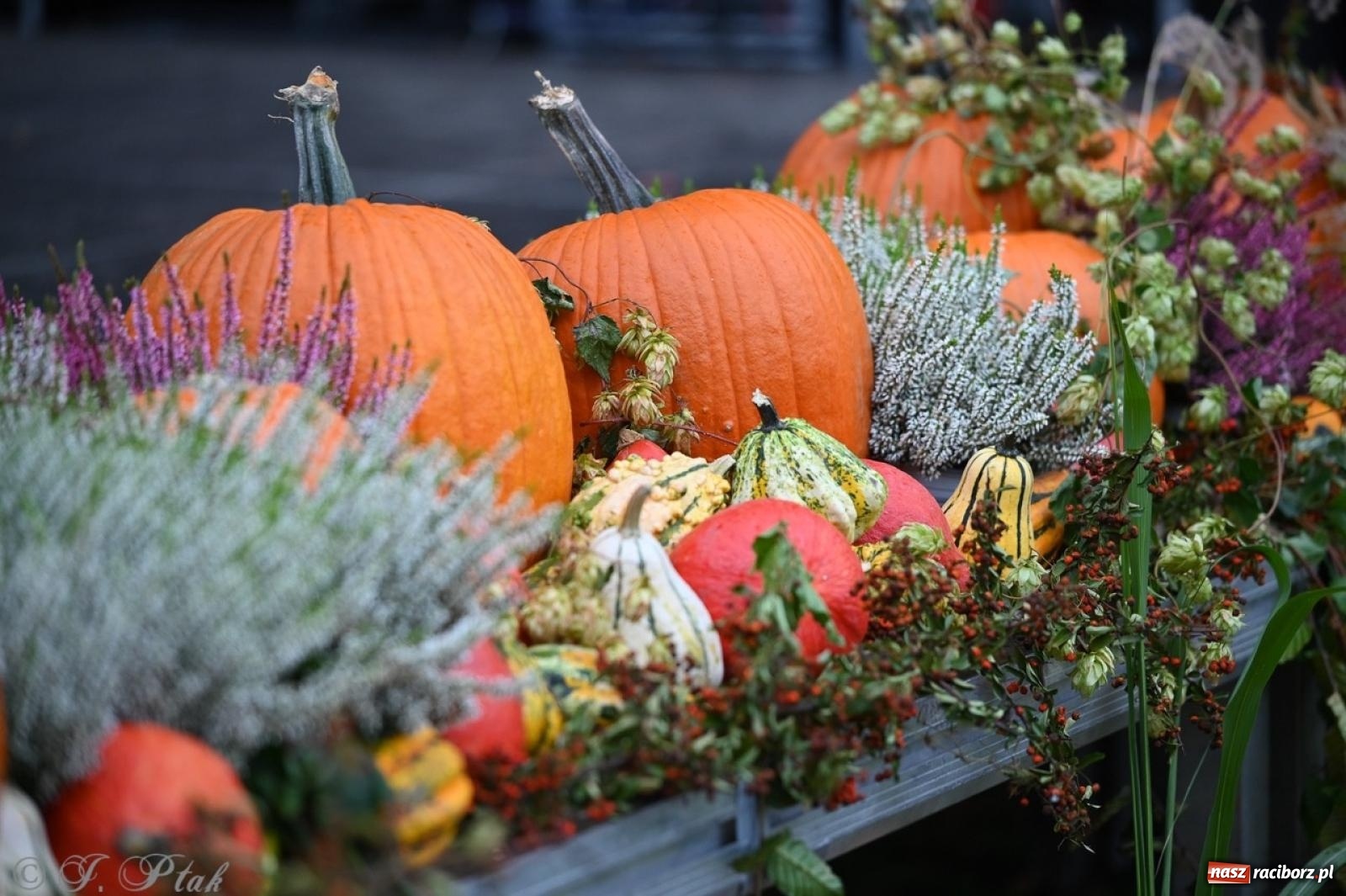 Zdjęcie w galerii na portalu naszraciborz.pl: Święto Dyni w Ogródku Jordanowskim: celebracja jesieni pełna barw i zabawy wiadomości z regionu