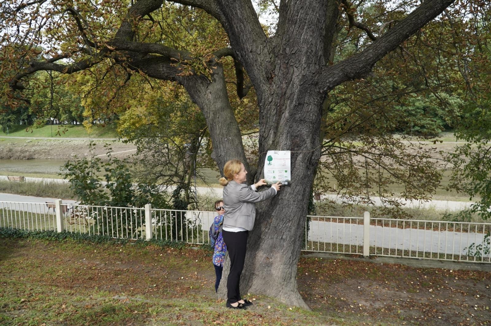Zdjęcie w galerii na portalu naszraciborz.pl: Drzewa Raciborza w europejskiej kampanii wyceny wartości drzew #EUTreeTag wiadomości z regionu