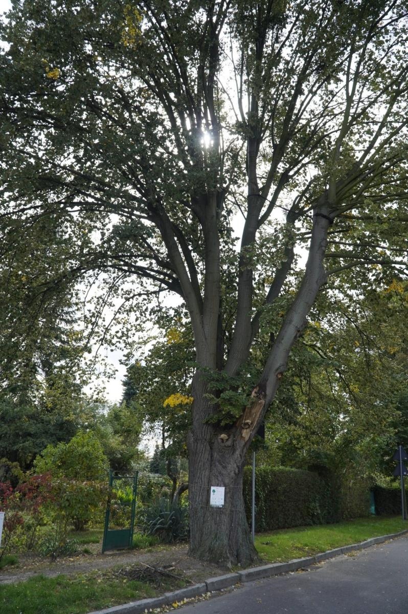 Zdjęcie w galerii na portalu naszraciborz.pl: Drzewa Raciborza w europejskiej kampanii wyceny wartości drzew #EUTreeTag wiadomości z regionu