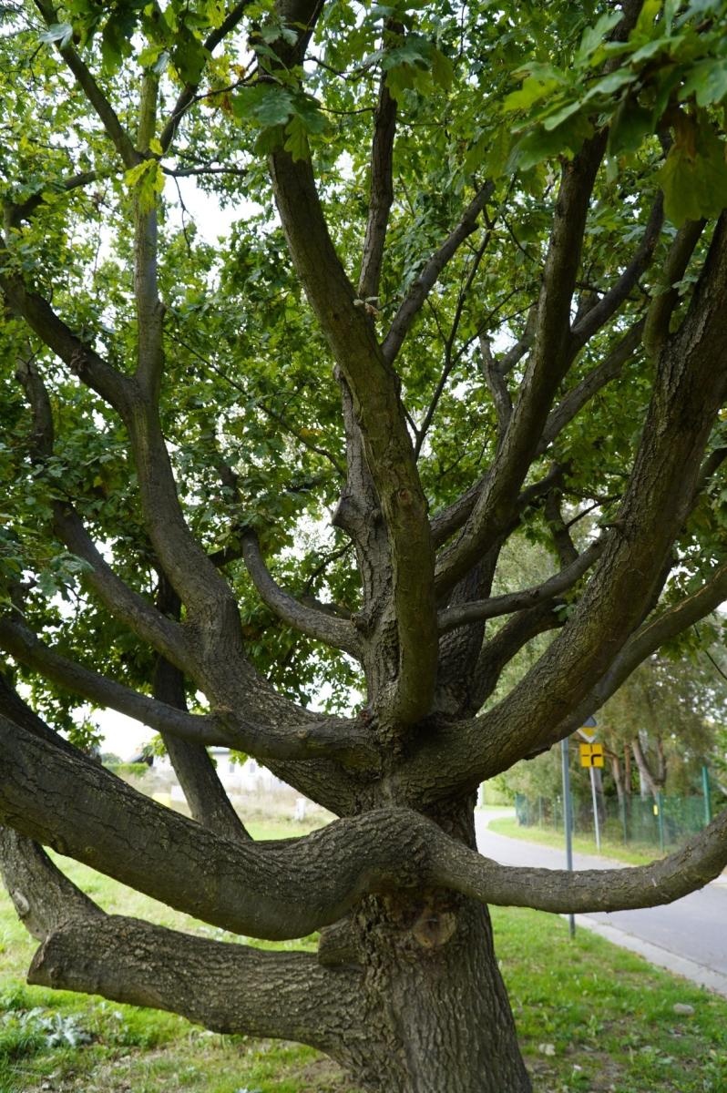 Zdjęcie w galerii na portalu naszraciborz.pl: Drzewa Raciborza w europejskiej kampanii wyceny wartości drzew #EUTreeTag wiadomości z regionu