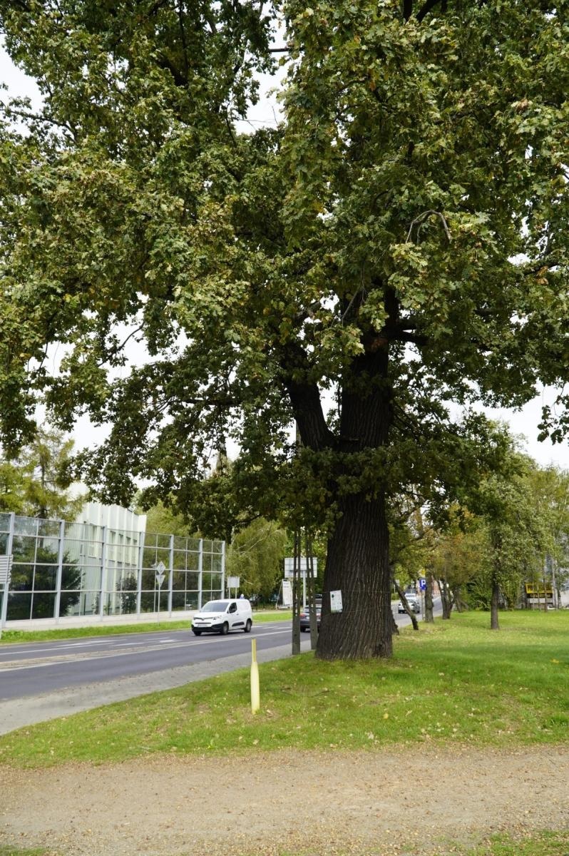Zdjęcie w galerii na portalu naszraciborz.pl: Drzewa Raciborza w europejskiej kampanii wyceny wartości drzew #EUTreeTag wiadomości z regionu