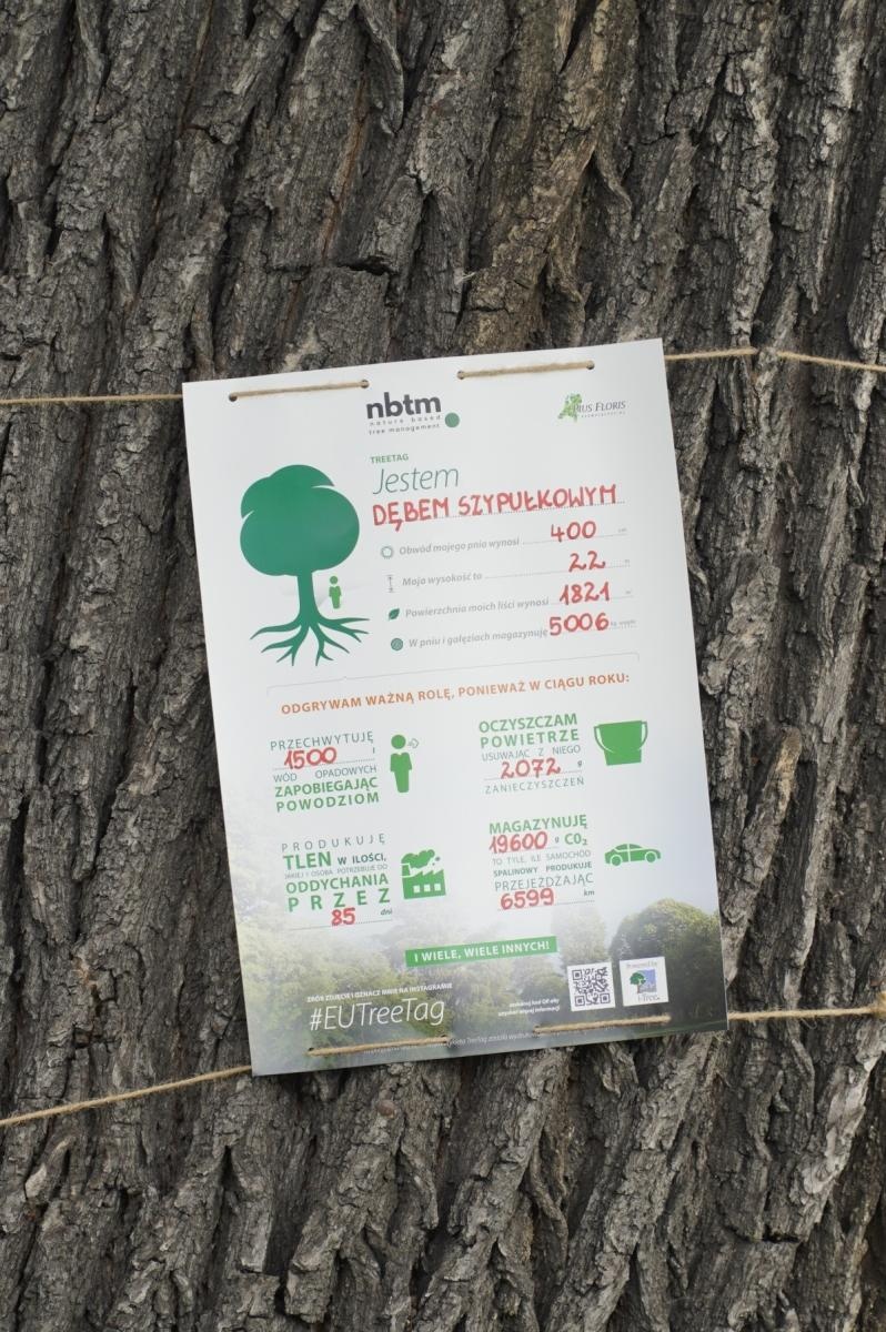 Zdjęcie w galerii na portalu naszraciborz.pl: Drzewa Raciborza w europejskiej kampanii wyceny wartości drzew #EUTreeTag wiadomości z regionu