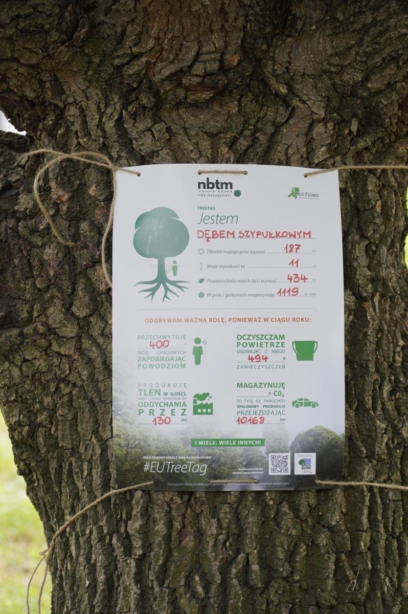 Zdjęcie w galerii na portalu naszraciborz.pl: Drzewa Raciborza w europejskiej kampanii wyceny wartości drzew #EUTreeTag wiadomości z regionu