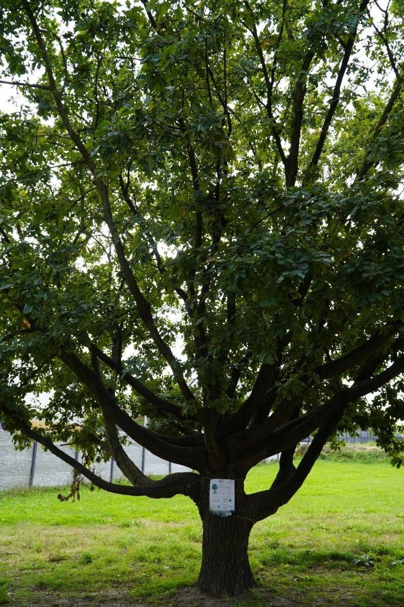 Zdjęcie w galerii na portalu naszraciborz.pl: Drzewa Raciborza w europejskiej kampanii wyceny wartości drzew #EUTreeTag wiadomości z regionu