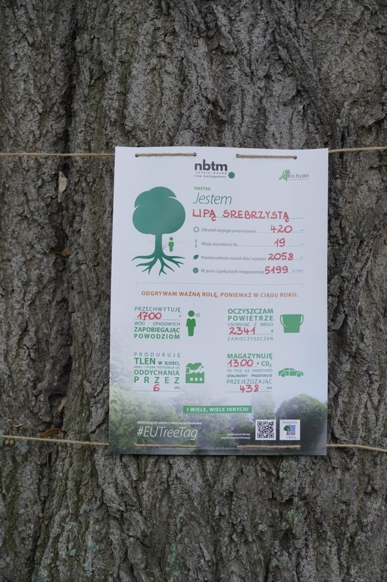 Zdjęcie w galerii na portalu naszraciborz.pl: Drzewa Raciborza w europejskiej kampanii wyceny wartości drzew #EUTreeTag wiadomości z regionu