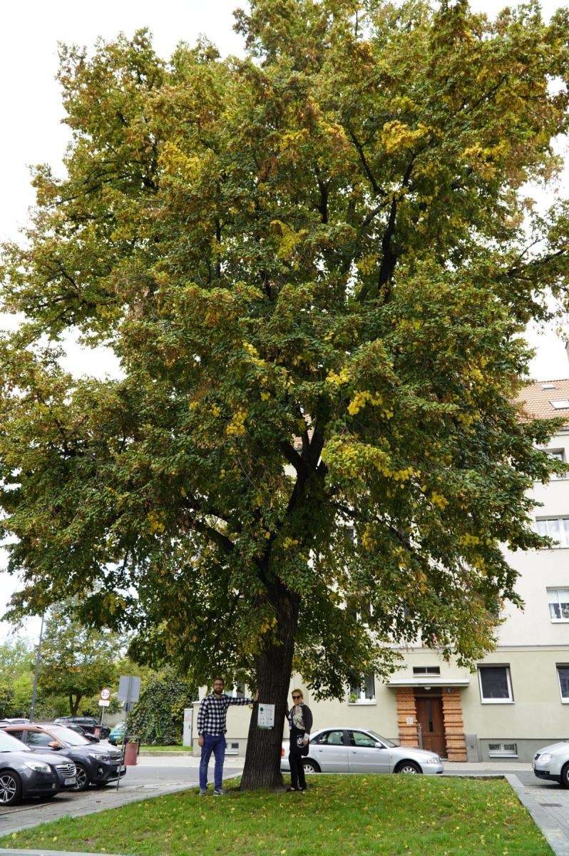 Zdjęcie w galerii na portalu naszraciborz.pl: Drzewa Raciborza w europejskiej kampanii wyceny wartości drzew #EUTreeTag wiadomości z regionu