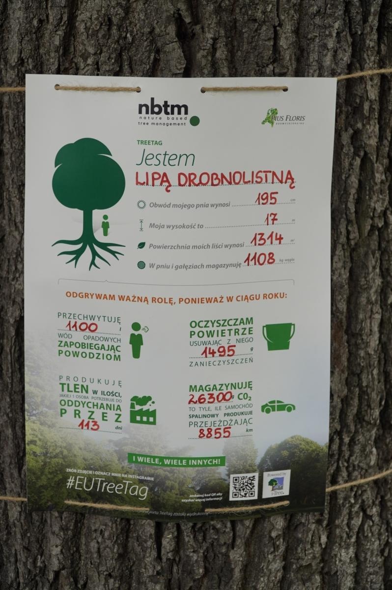 Zdjęcie w galerii na portalu naszraciborz.pl: Drzewa Raciborza w europejskiej kampanii wyceny wartości drzew #EUTreeTag wiadomości z regionu