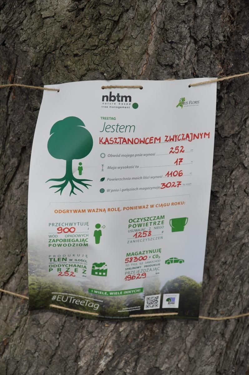 Zdjęcie w galerii na portalu naszraciborz.pl: Drzewa Raciborza w europejskiej kampanii wyceny wartości drzew #EUTreeTag wiadomości z regionu