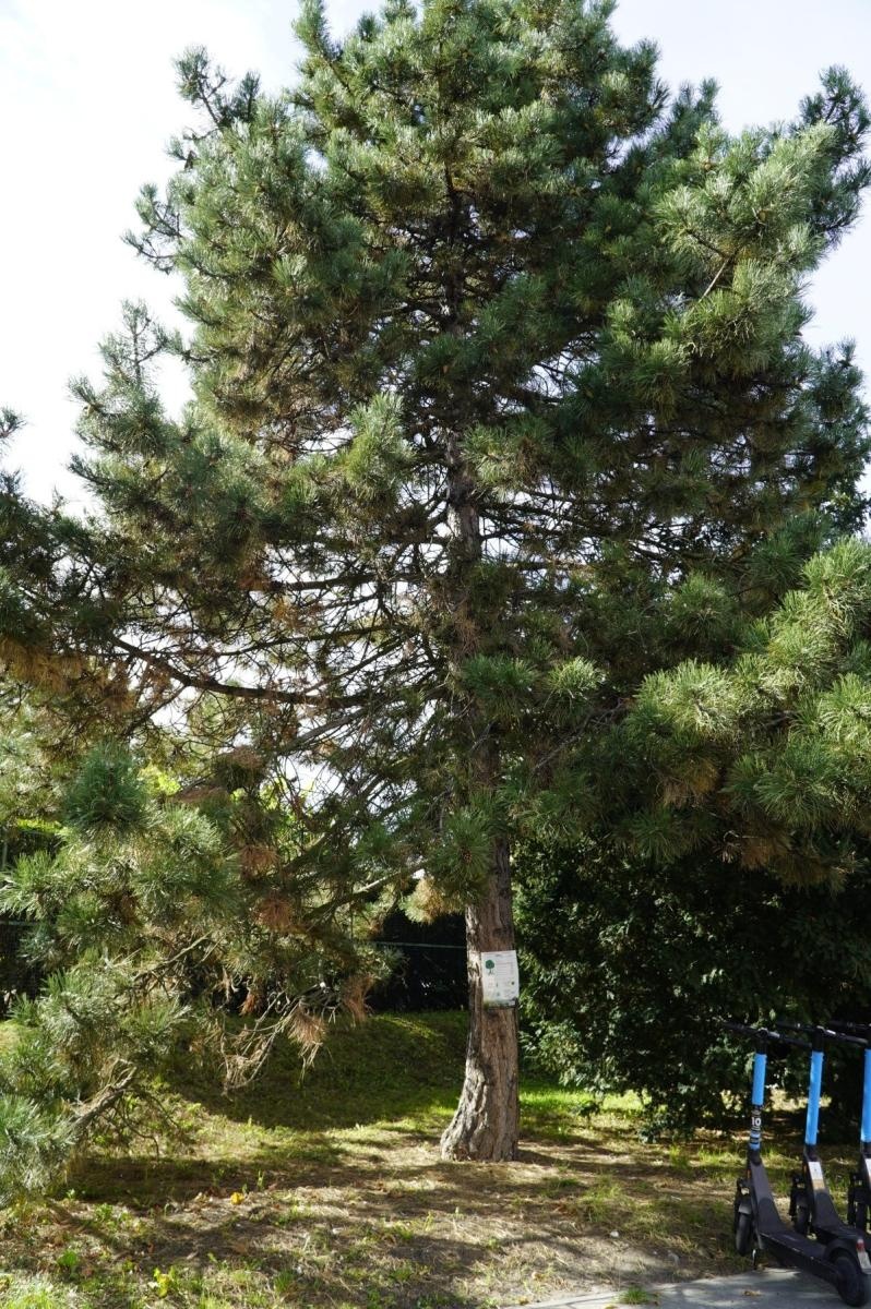 Zdjęcie w galerii na portalu naszraciborz.pl: Drzewa Raciborza w europejskiej kampanii wyceny wartości drzew #EUTreeTag wiadomości z regionu