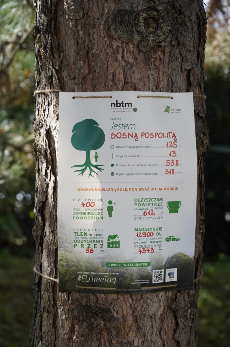 Zdjęcie w galerii na portalu naszraciborz.pl: Drzewa Raciborza w europejskiej kampanii wyceny wartości drzew #EUTreeTag wiadomości z regionu