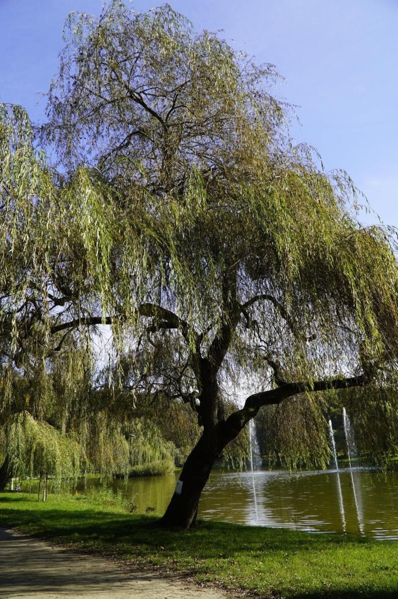 Zdjęcie w galerii na portalu naszraciborz.pl: Drzewa Raciborza w europejskiej kampanii wyceny wartości drzew #EUTreeTag wiadomości z regionu