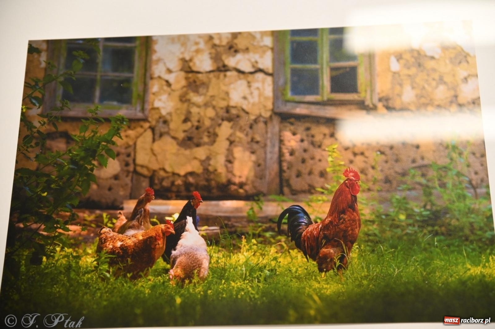 Zdjęcie w galerii na portalu naszraciborz.pl: Sztuka przeciw wojnie – Spotkanie z Tetianą Oleksiienką i Tają Levchenko w Bibliotece Raciborskiej wiadomości z regionu