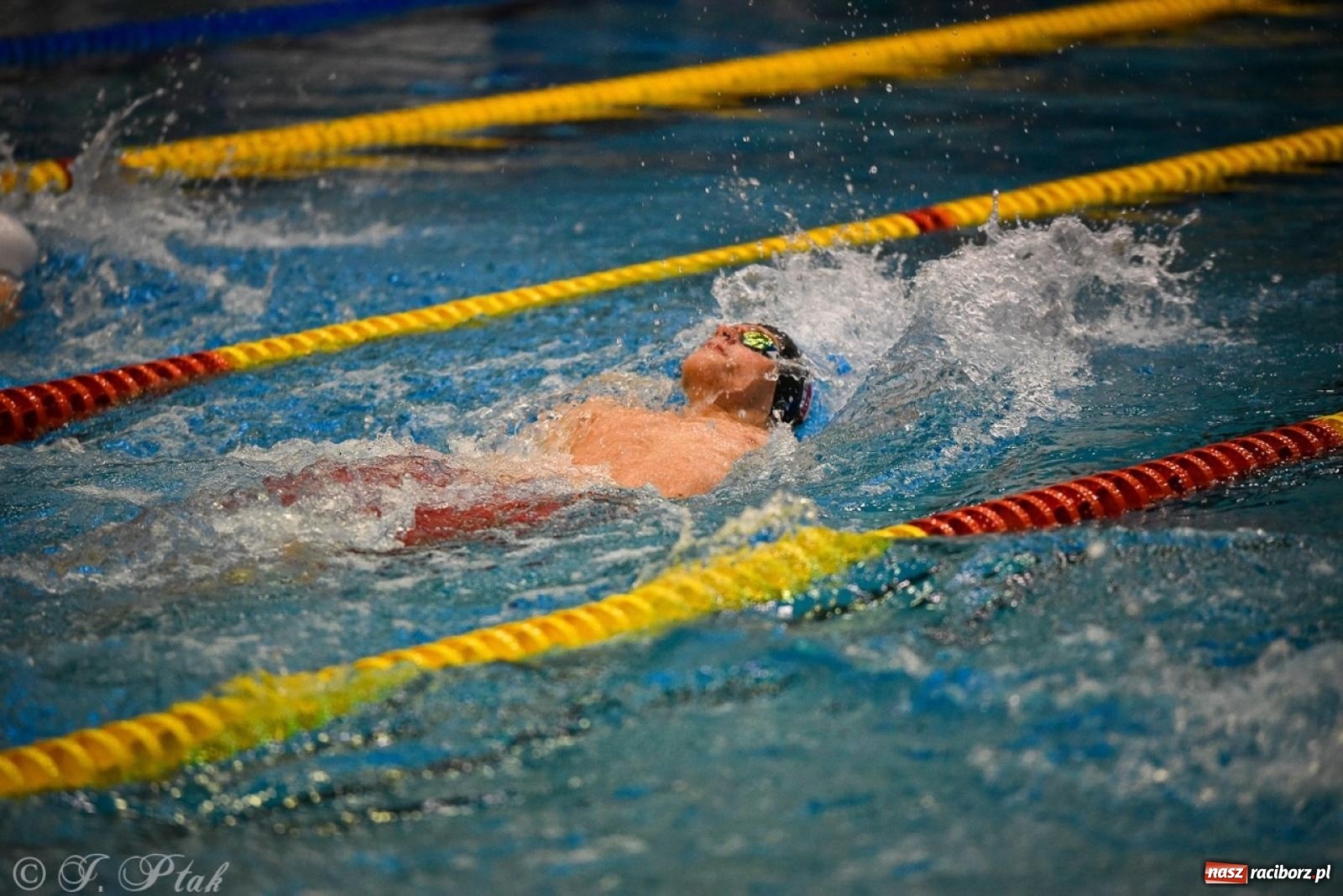 Zdjęcie w galerii na portalu naszraciborz.pl: Rywalizacja pływacka o Puchar Marszałka Województwa Śląskiego na krótkim basenie w Raciborzu wiadomości z regionu