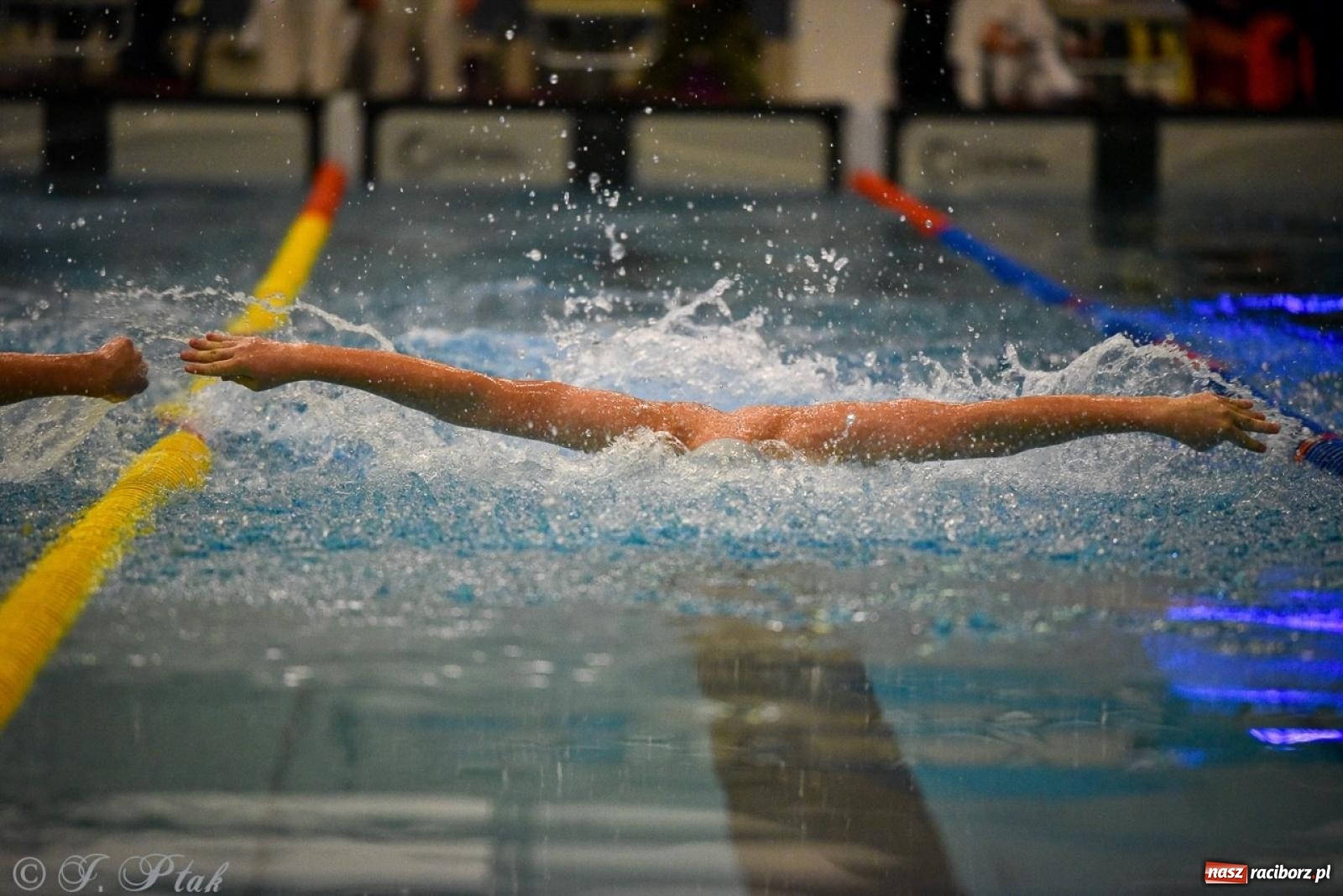 Zdjęcie w galerii na portalu naszraciborz.pl: Rywalizacja pływacka o Puchar Marszałka Województwa Śląskiego na krótkim basenie w Raciborzu wiadomości z regionu