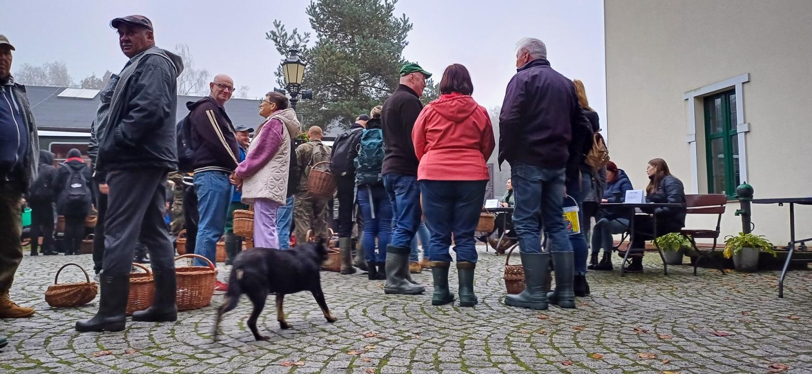 Zdjęcie w galerii na portalu naszraciborz.pl: Grzybiarze ziemi raciborskiej poszli na rekord. 250 osób zebrało prawie pół tony grzybów wiadomości z regionu