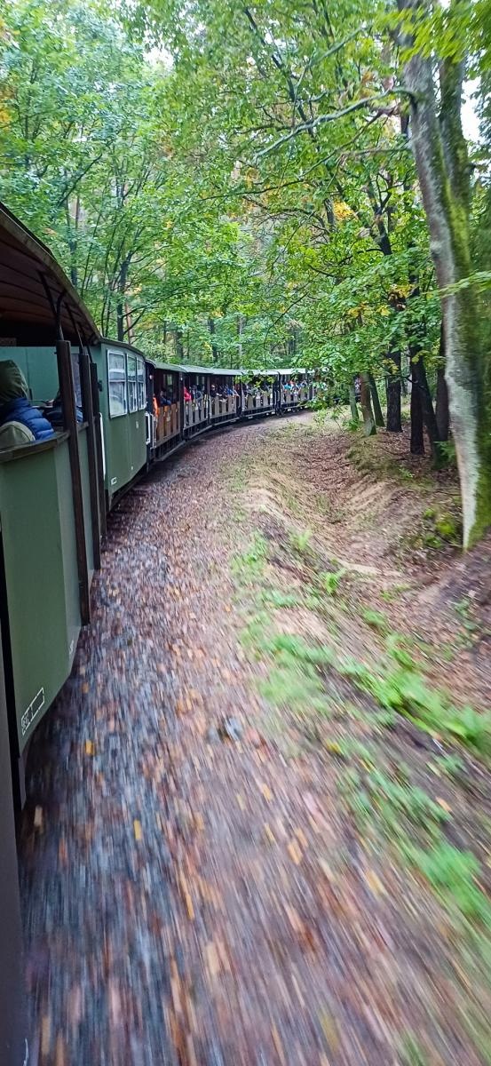 Zdjęcie w galerii na portalu naszraciborz.pl: Grzybiarze ziemi raciborskiej poszli na rekord. 250 osób zebrało prawie pół tony grzybów wiadomości z regionu