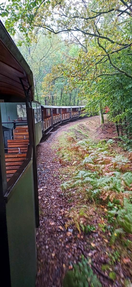 Zdjęcie w galerii na portalu naszraciborz.pl: Grzybiarze ziemi raciborskiej poszli na rekord. 250 osób zebrało prawie pół tony grzybów wiadomości z regionu