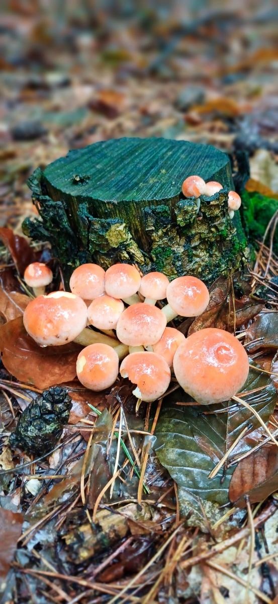 Zdjęcie w galerii na portalu naszraciborz.pl: Grzybiarze ziemi raciborskiej poszli na rekord. 250 osób zebrało prawie pół tony grzybów wiadomości z regionu