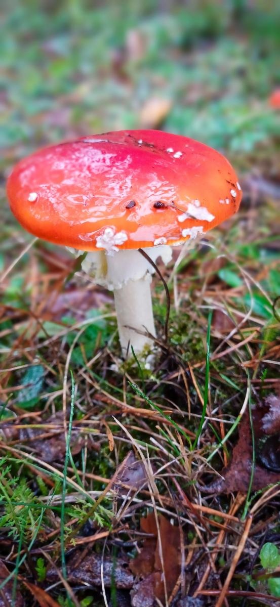 Zdjęcie w galerii na portalu naszraciborz.pl: Grzybiarze ziemi raciborskiej poszli na rekord. 250 osób zebrało prawie pół tony grzybów wiadomości z regionu