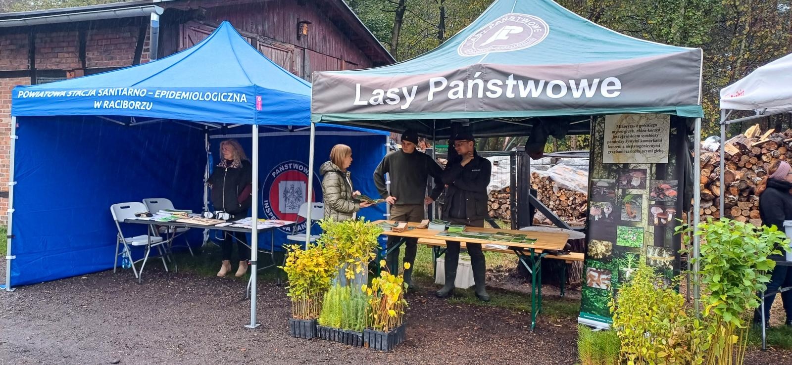 Zdjęcie w galerii na portalu naszraciborz.pl: Grzybiarze ziemi raciborskiej poszli na rekord. 250 osób zebrało prawie pół tony grzybów wiadomości z regionu