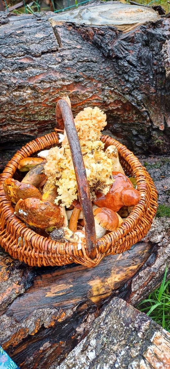 Zdjęcie w galerii na portalu naszraciborz.pl: Grzybiarze ziemi raciborskiej poszli na rekord. 250 osób zebrało prawie pół tony grzybów wiadomości z regionu