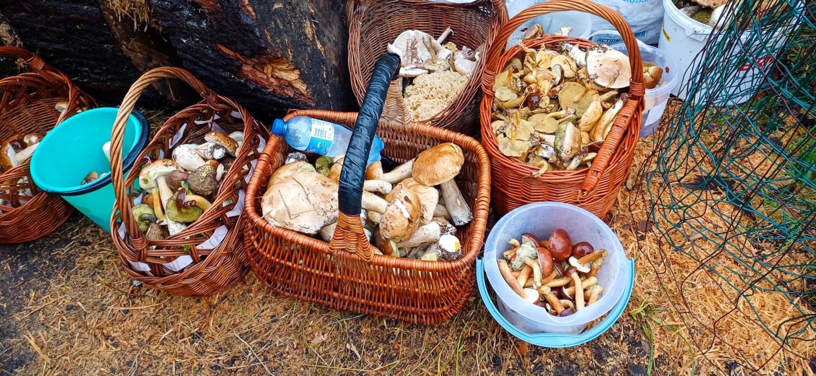 Zdjęcie w galerii na portalu naszraciborz.pl: Grzybiarze ziemi raciborskiej poszli na rekord. 250 osób zebrało prawie pół tony grzybów wiadomości z regionu