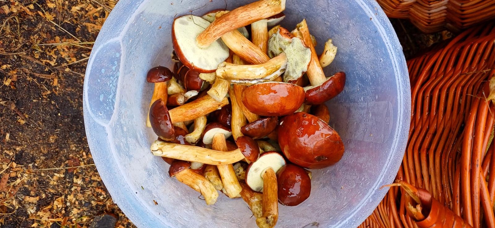 Zdjęcie w galerii na portalu naszraciborz.pl: Grzybiarze ziemi raciborskiej poszli na rekord. 250 osób zebrało prawie pół tony grzybów wiadomości z regionu