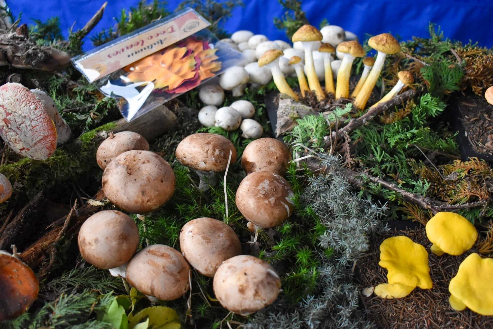 Zdjęcie w galerii na portalu naszraciborz.pl: Bezpieczne grzybobranie na Zamku Piastowskim: Frekwencja dopisała! wiadomości z regionu