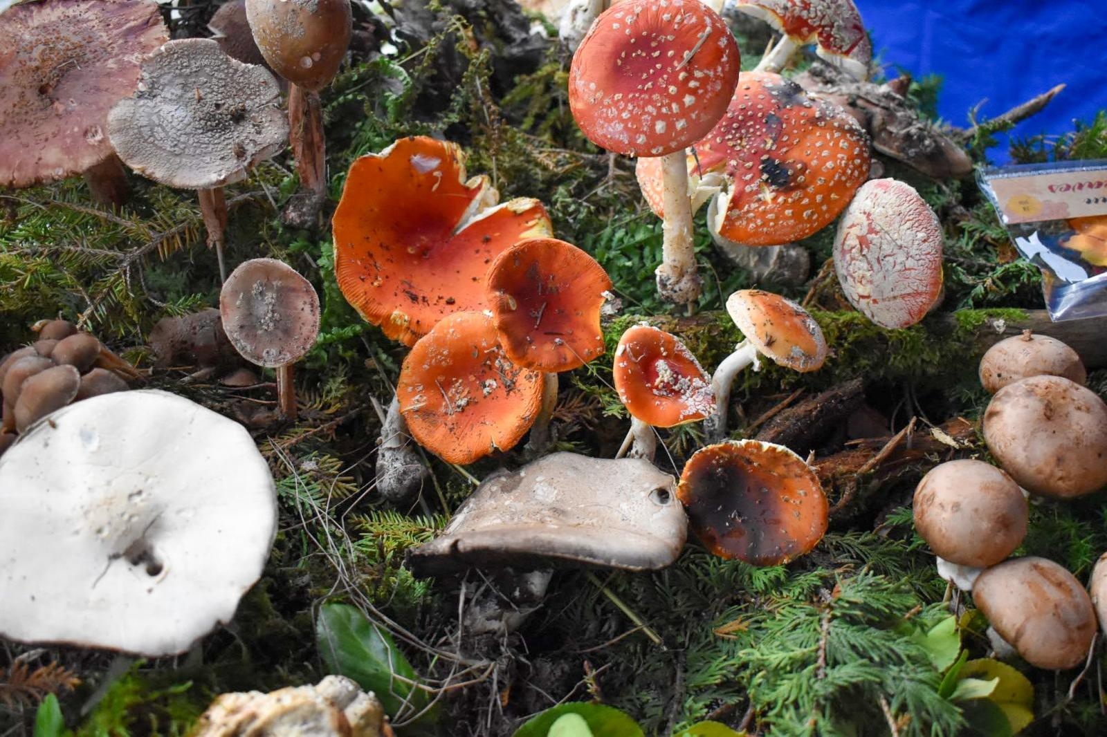 Zdjęcie w galerii na portalu naszraciborz.pl: Bezpieczne grzybobranie na Zamku Piastowskim: Frekwencja dopisała! wiadomości z regionu