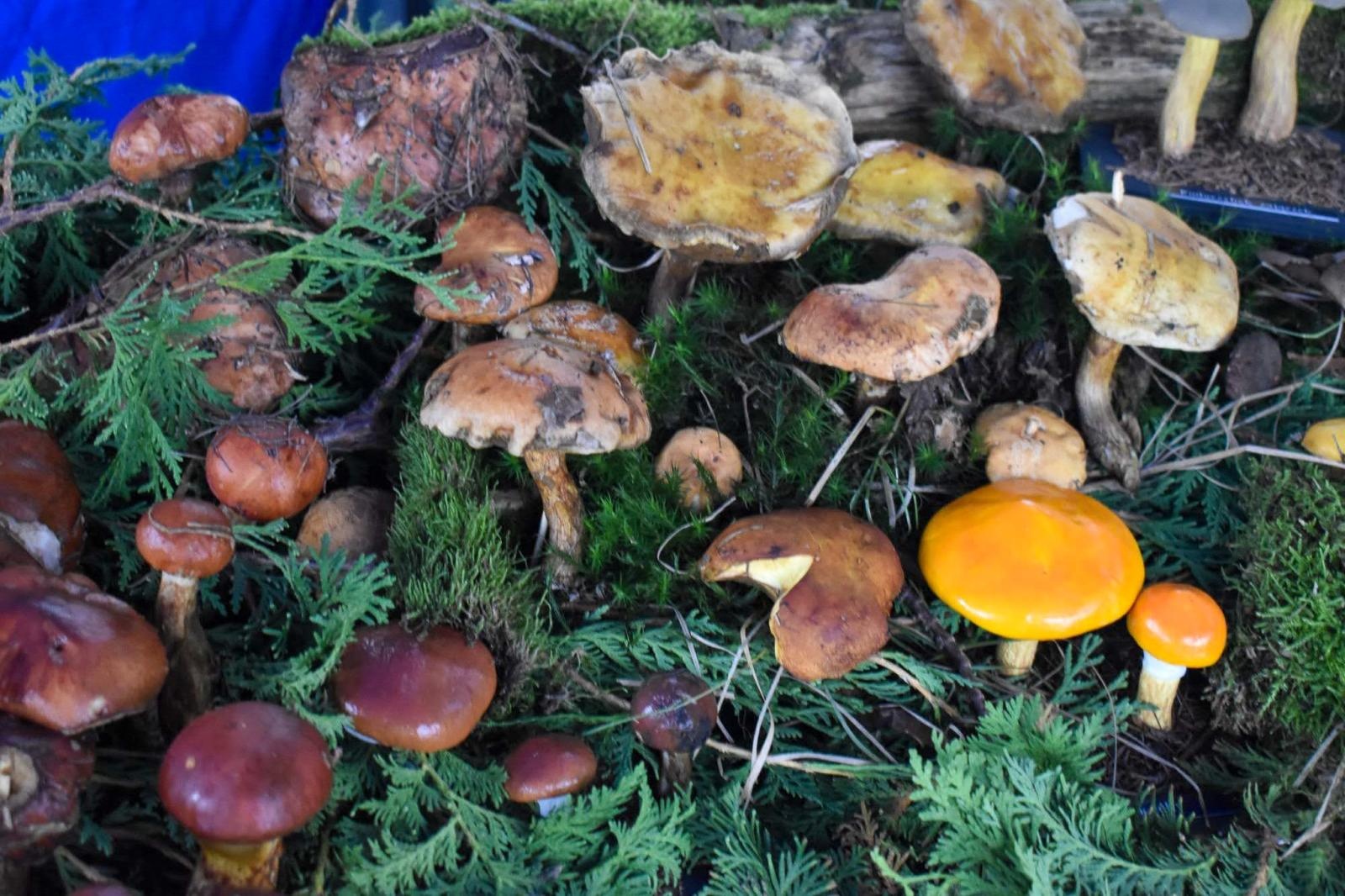 Zdjęcie w galerii na portalu naszraciborz.pl: Bezpieczne grzybobranie na Zamku Piastowskim: Frekwencja dopisała! wiadomości z regionu