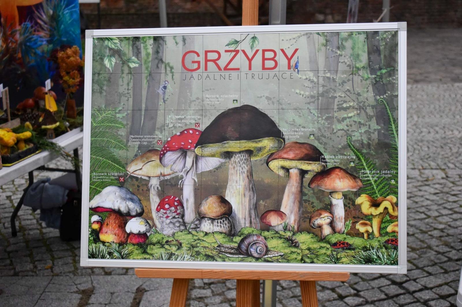 Zdjęcie w galerii na portalu naszraciborz.pl: Bezpieczne grzybobranie na Zamku Piastowskim: Frekwencja dopisała! wiadomości z regionu