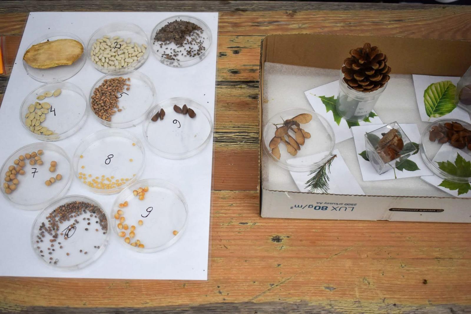 Zdjęcie w galerii na portalu naszraciborz.pl: Bezpieczne grzybobranie na Zamku Piastowskim: Frekwencja dopisała! wiadomości z regionu