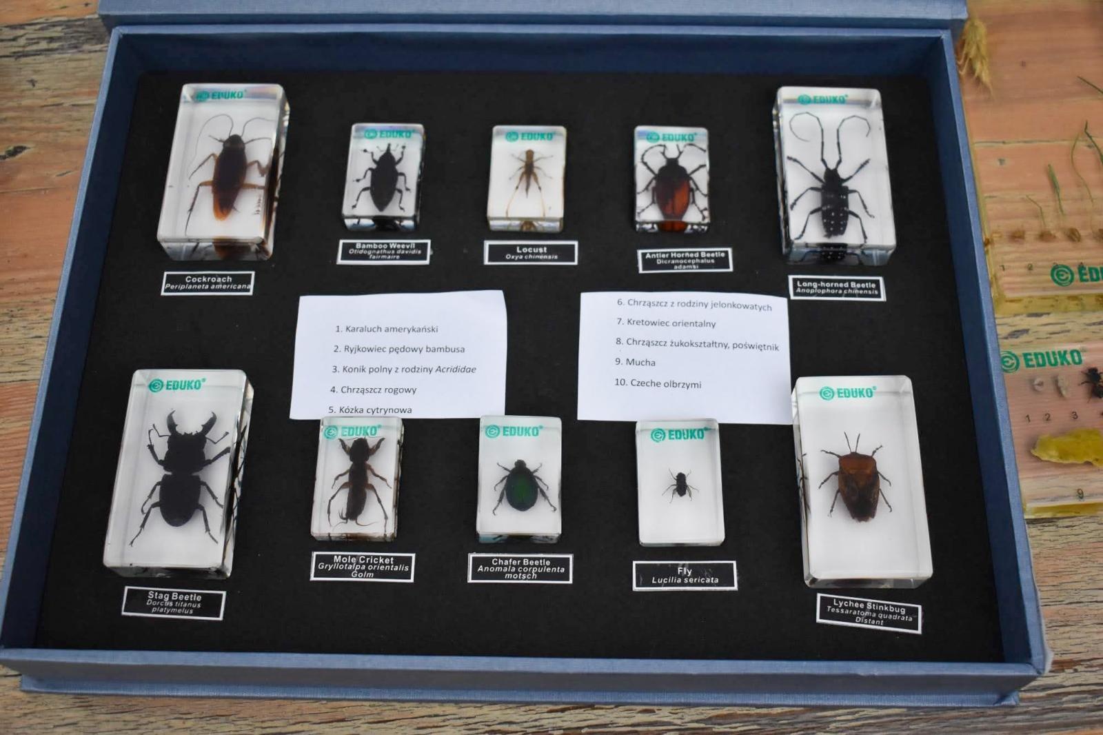 Zdjęcie w galerii na portalu naszraciborz.pl: Bezpieczne grzybobranie na Zamku Piastowskim: Frekwencja dopisała! wiadomości z regionu