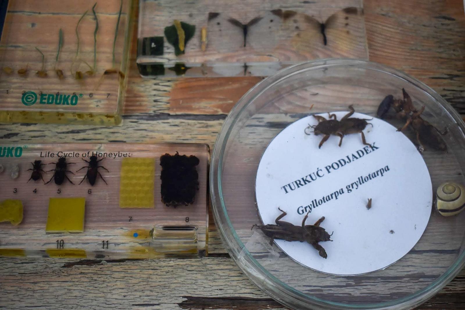 Zdjęcie w galerii na portalu naszraciborz.pl: Bezpieczne grzybobranie na Zamku Piastowskim: Frekwencja dopisała! wiadomości z regionu