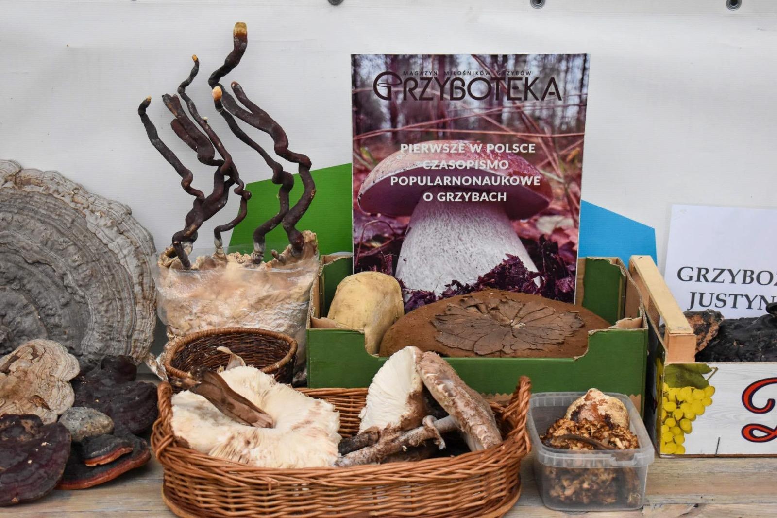 Zdjęcie w galerii na portalu naszraciborz.pl: Bezpieczne grzybobranie na Zamku Piastowskim: Frekwencja dopisała! wiadomości z regionu