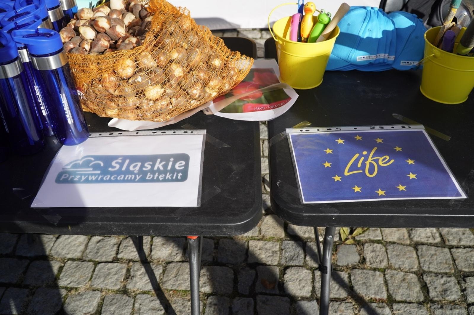 Zdjęcie w galerii na portalu naszraciborz.pl: Tulipany upiększą teren przy Matce Polce wiadomości z regionu