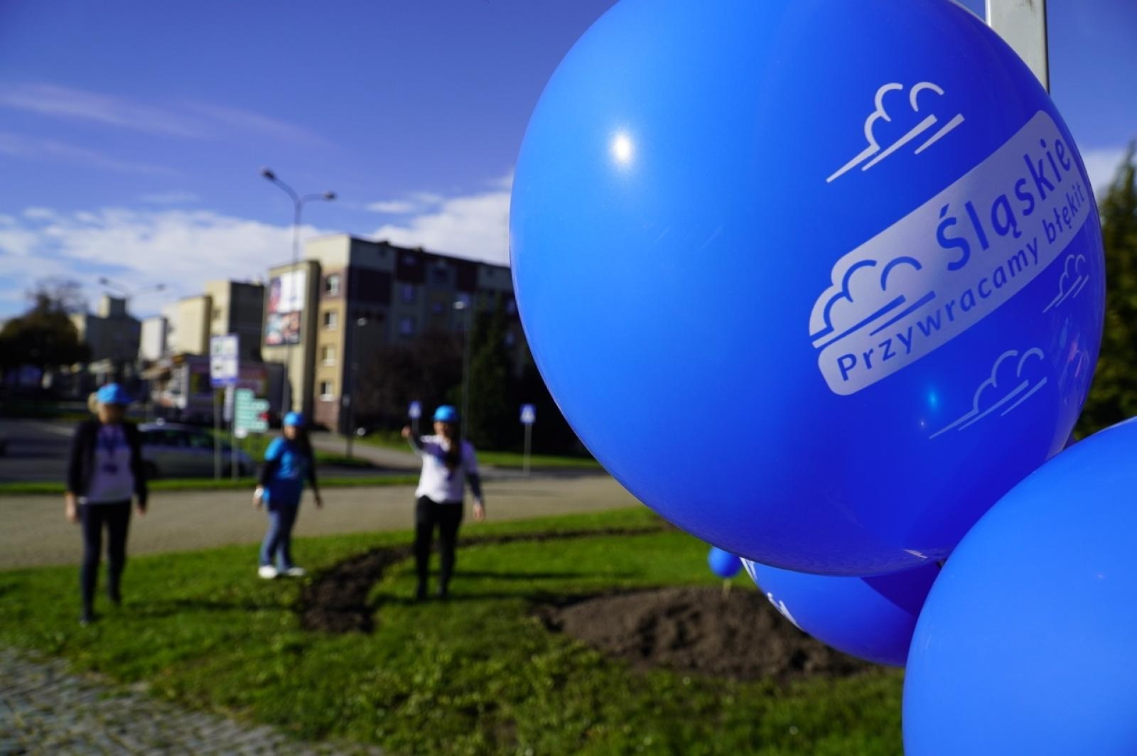 Zdjęcie w galerii na portalu naszraciborz.pl: Tulipany upiększą teren przy Matce Polce wiadomości z regionu