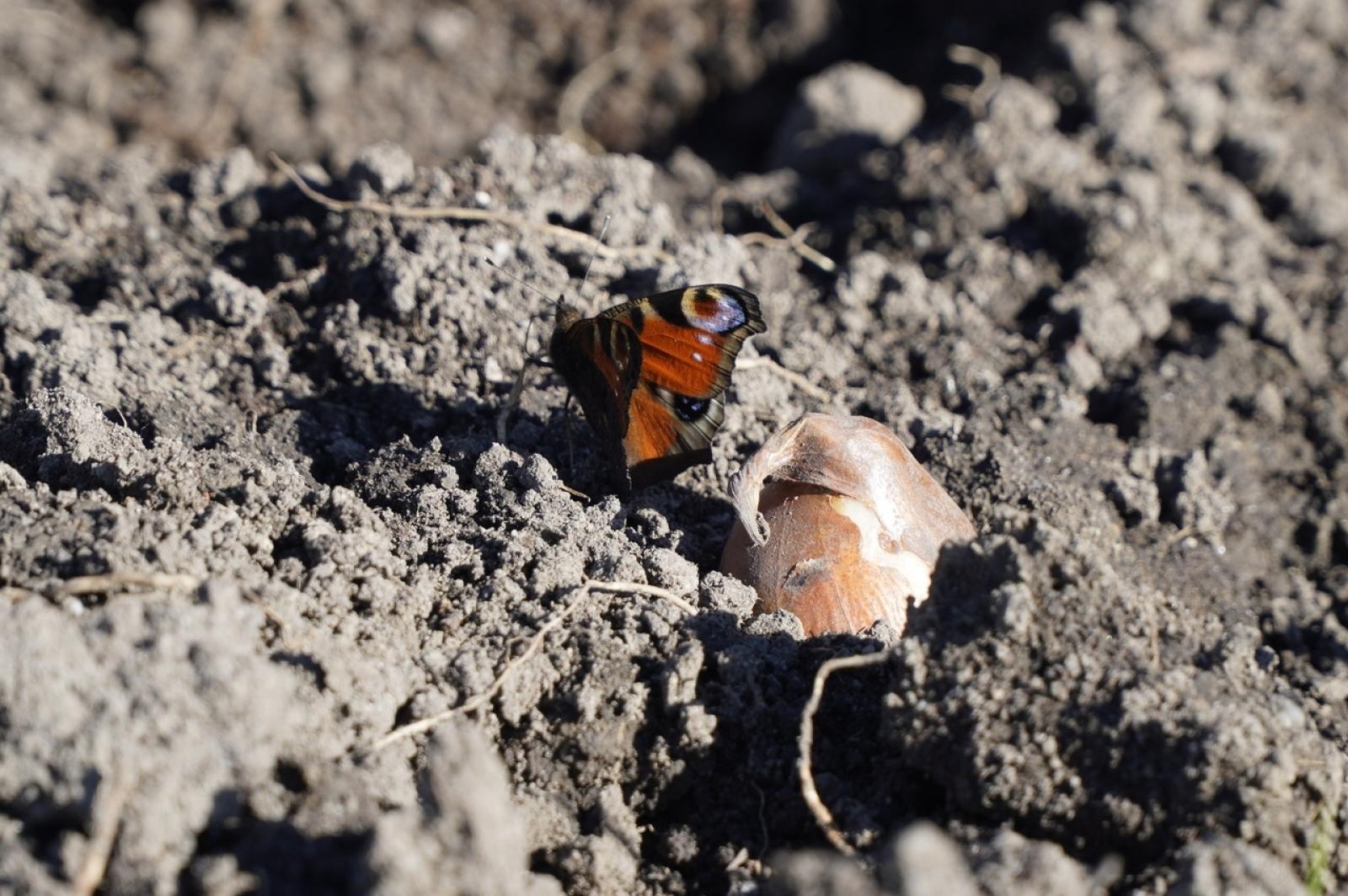 Zdjęcie w galerii na portalu naszraciborz.pl: Tulipany upiększą teren przy Matce Polce wiadomości z regionu