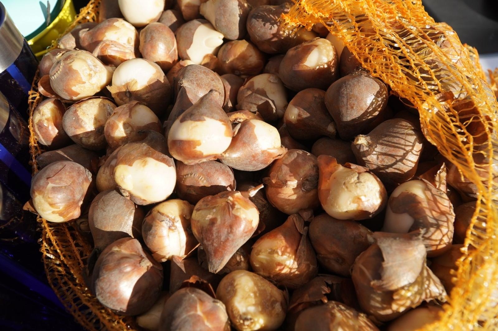 Zdjęcie w galerii na portalu naszraciborz.pl: Tulipany upiększą teren przy Matce Polce wiadomości z regionu