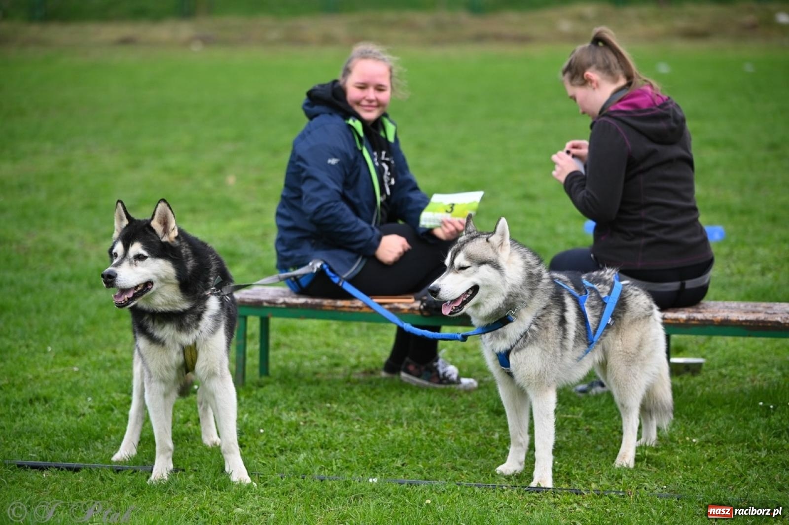 Zdjęcie w galerii na portalu naszraciborz.pl: Niedzielny dogtrekking. Bieg i spacer z psami wsparciem dla zwierząt OTOZ Animals wiadomości z regionu