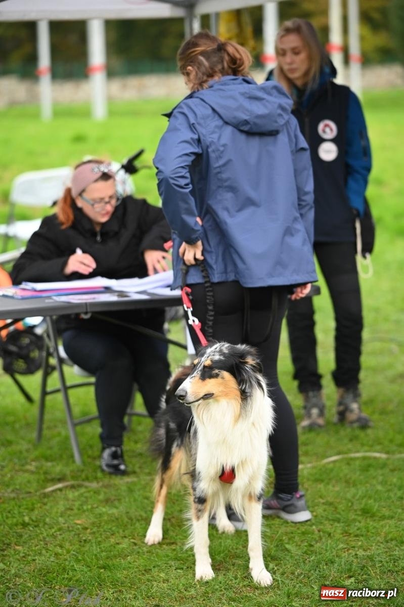 Zdjęcie w galerii na portalu naszraciborz.pl: Niedzielny dogtrekking. Bieg i spacer z psami wsparciem dla zwierząt OTOZ Animals wiadomości z regionu