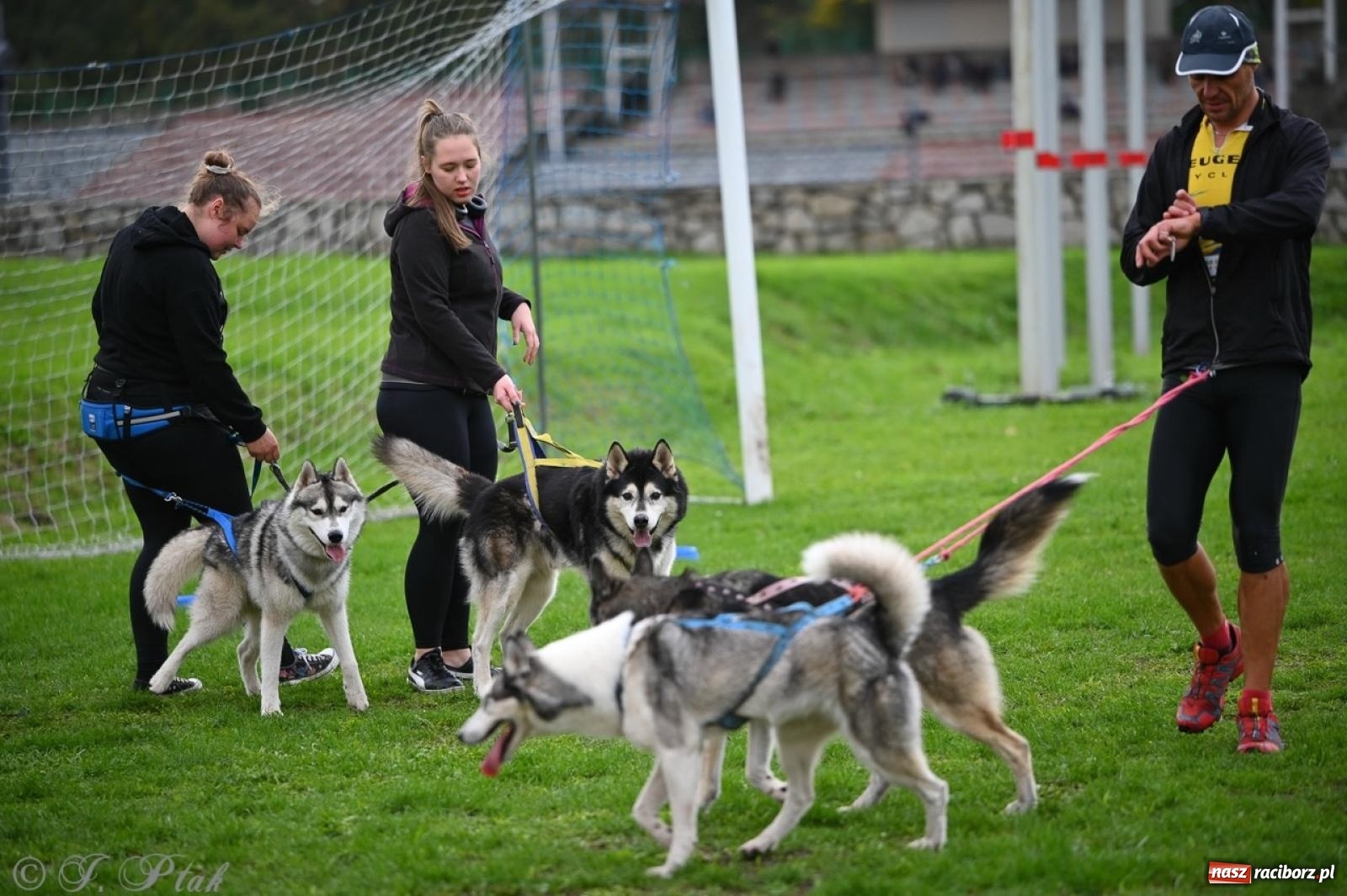 Zdjęcie w galerii na portalu naszraciborz.pl: Niedzielny dogtrekking. Bieg i spacer z psami wsparciem dla zwierząt OTOZ Animals wiadomości z regionu
