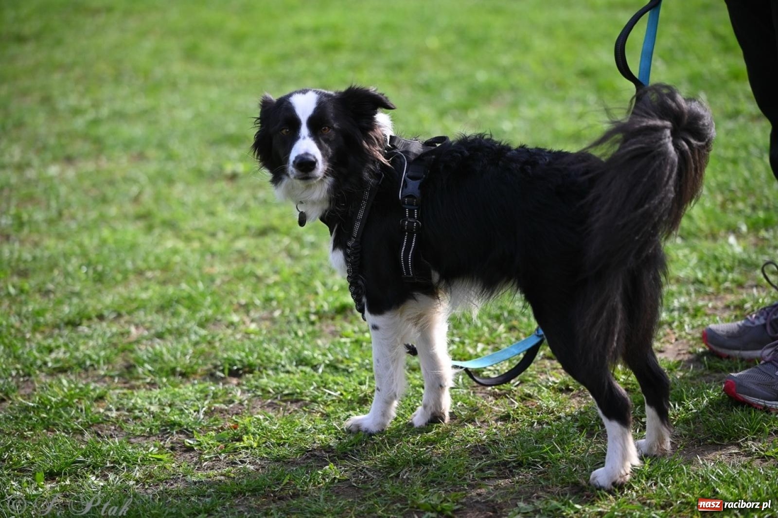Zdjęcie w galerii na portalu naszraciborz.pl: Niedzielny dogtrekking. Bieg i spacer z psami wsparciem dla zwierząt OTOZ Animals wiadomości z regionu