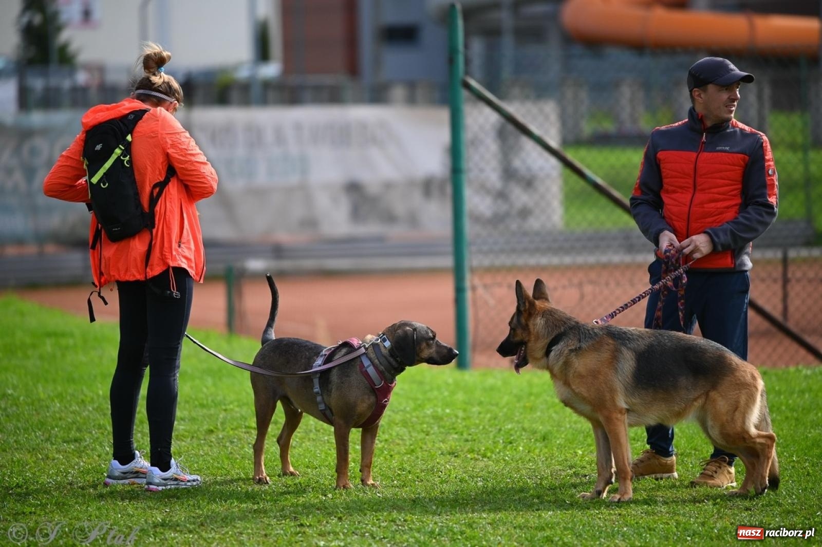 Zdjęcie w galerii na portalu naszraciborz.pl: Niedzielny dogtrekking. Bieg i spacer z psami wsparciem dla zwierząt OTOZ Animals wiadomości z regionu
